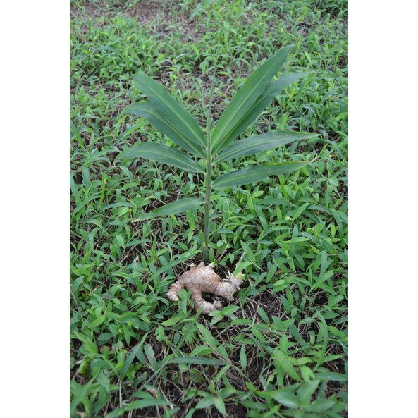 Ingwer_Produkt_Nicaragua 2.jpg